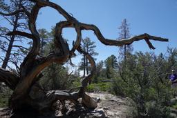 Twisted roots [sat jul 6 11:24:26 mdt 2019]